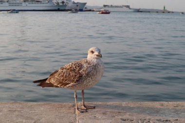 Martı kuşu denizin arka planında ve ufukta bir geminin siluetinde