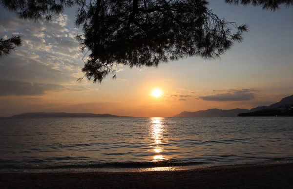 Ein Malerischer Sonnenuntergang Meer Die Silhouette Eines Kiefernzweiges Vor Dem — Stockfoto