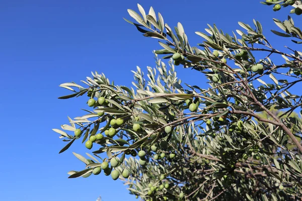 Rama Olivo Con Aceitunas Verdes Contra Cielo Azul Día Soleado — Foto de Stock