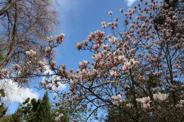 Magnólia Florescente Com Flores Branco Rosa Contra Céu Azul Parque — Fotografia de Stock