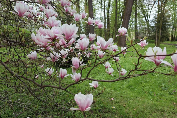 Magnolia Árvore Com Grandes Flores Nos Ramos Início Primavera Parque — Fotografia de Stock