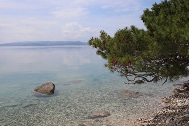 Temiz suyu olan vahşi bir sahil, Hırvatistan kıyılarında çam ağaçları bulutlu bir yaz sabahı. Denizde sakinlik, Adriyatik Denizi 'nin berrak sularında görünen taşlar, kıyıda çam ağaçları, ufukta Brac adası.