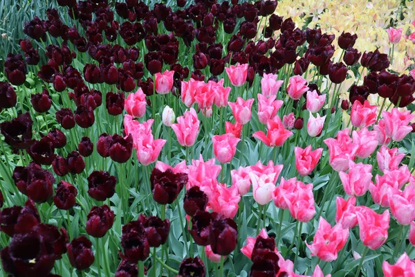 Maroon Terry Pink Beautiful Tulips Raindrops Petals Keukenhof Park Netherlands — Stock Photo, Image