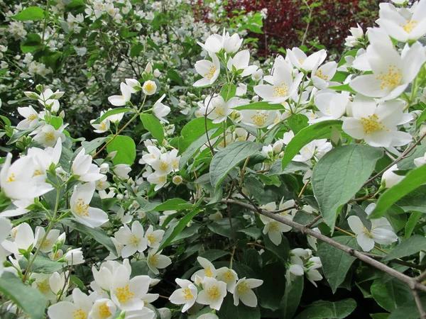 春の日に 庭に白い花と緑の葉でジャスミンを咲かせます 枝に美しい白い花を持つ絵のようなジャスミンの茂み — ストック写真