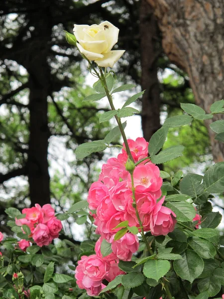 Rosas Brancas Rosa Florescem Parque Entre Árvores Uma Abelha Voa — Fotografia de Stock