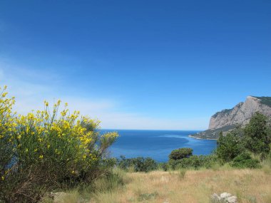 Karadeniz kıyısındaki bir dağ yamacından, mavi gökyüzüne uzanan parlak sarı bir çalı, mavi deniz ve güzel Laspi Koyu, Kırım 'ı çevreleyen yeşil dağlar.