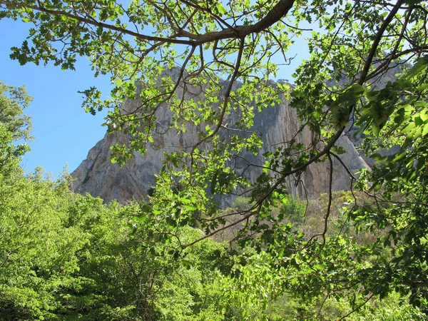 Vedere Pitorească Rocilor Prin Frunzele Stejar Verde Iluminate Razele Soarelui — Fotografie, imagine de stoc