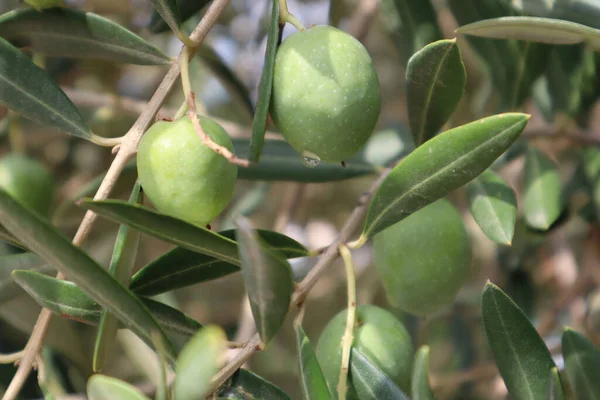 Las Aceitunas Grandes Verdes Con Gota Lluvia Sobre Rama Del — Foto de Stock