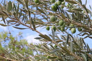 Güneşli bir günde, Hırvatistan ve Dalmaçya 'da, mavi gökyüzüne karşı yeşil zeytinli zeytin dalı. Yeşil zeytinli bir dalda zeytin ağacının meyveleri ve mavi arka planda yapraklar,