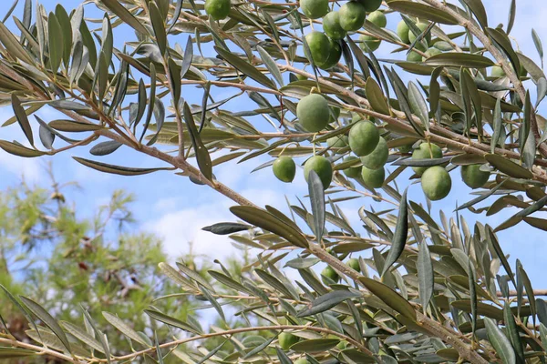 Rama Olivos Con Aceitunas Verdes Contra Cielo Azul Día Soleado — Foto de Stock