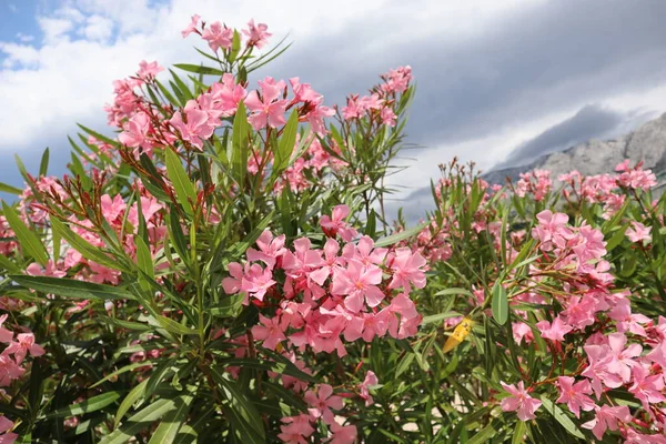 Oleandro Florescente Com Flores Rosa Brilhantes Contra Céu Cinza Com — Fotografia de Stock