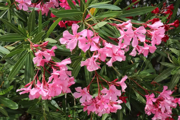 Flores Oleandro Com Pétalas Rosa Fundo Verde Dia Ensolarado Verão — Fotografia de Stock