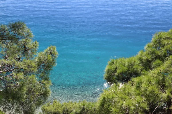 Mar Azul Turquesa Ramo Pinho Com Agulhas Verdes Brilhantes Close — Fotografia de Stock