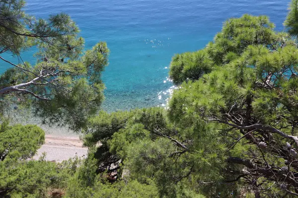 Adriyatik Denizi 'ndeki plaj, zümrüt mavisi suyun üzerindeki yeşil çam ağaçları, üst manzara. Güneşli bir yaz gününde yeşil çam ağaçları ve mavi deniz, Hırvatistan 'da plaj tatili