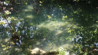 Balıkların yüzdüğü ve ağaçların yeşil yapraklarının yansıdığı zümrüt gibi berrak suyu olan Krka Nehri. Krka Ulusal Parkı, Hırvatistan. Güneşli bir günde nehrin berrak sularında ağaçların ve yaprakların yansıması, nehirde yüzen balık siluetleri.