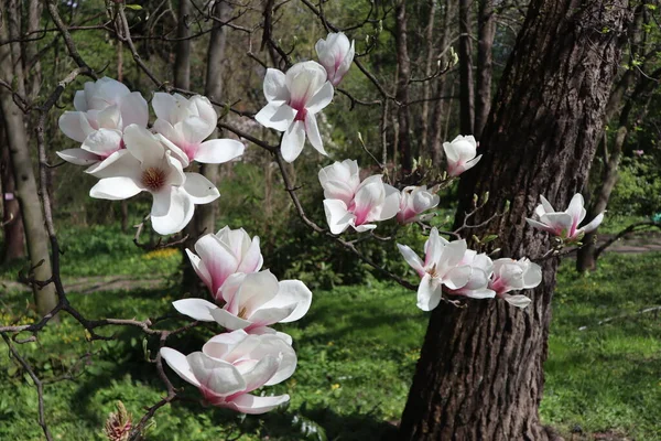 Magnólia Rosa Branca Ramo Com Grandes Flores Botões Parque Magnólia — Fotografia de Stock