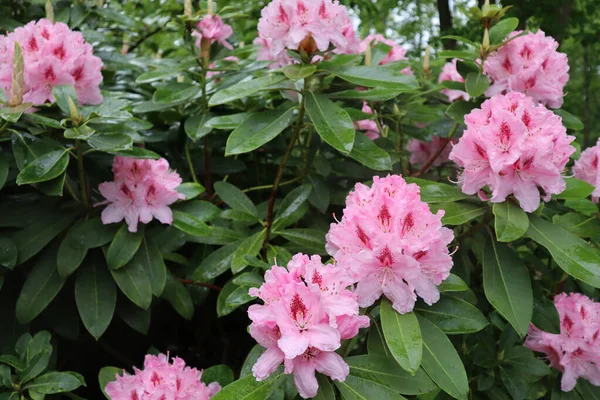Rhododendron Com Flores Rosa Com Gotas Chuva Sobre Pétalas Fundo — Fotografia de Stock