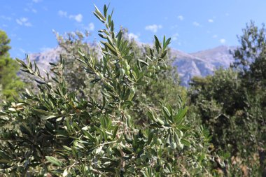 Dağların arkasında yeşil zeytin ve parlak yapraklarla kaplı zeytin ağacı ve mavi gökyüzü Hırvatistan, Dalmaçya. Dağların eteklerinde zeytin bahçesi güneşli bir yaz gününde zeytin ağacının dallarında zeytin meyveleri