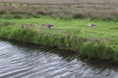 Küçük civcivlerle birlikte kuş kazları Hollanda 'da bir bahar günü, yeşil çimlerin üzerinde, su kıyısında yürürler.