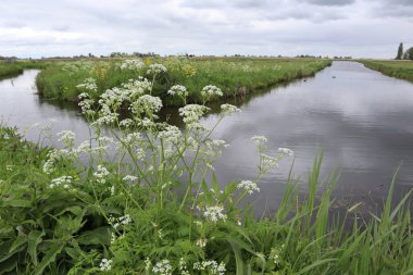 Hollanda 'da, bulutlu bir bahar gününde, yüksek çimler ve çiçeklerle kaplanmış nehir kıyısı. Kanalın kıyısındaki yeşil çimlerin arasında kır çiçekleri Gri bulutlu gökyüzüne karşı