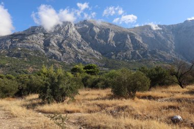 Güneşli bir günde manzara dağ sıraları ve zeytin bahçesi, Hırvatistan ve Baska Voda. Yüksek dağların arka planında zeytin bahçesinin manzarası, mavi gökyüzü ve sarı yanmış çimenler.