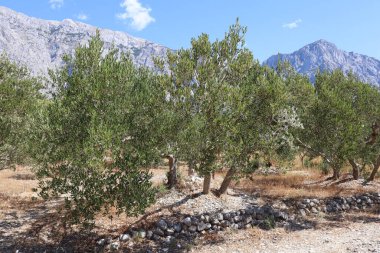 Güneşli bir yaz gününde, Hırvatistan ve Dalmaçya 'da, güzel dağların arka planında genç bir zeytin bahçesi. Resmedilmeye değer bir dağ sırasına karşı bir vadide zeytin ağaçları ve açık mavi bir gökyüzü.