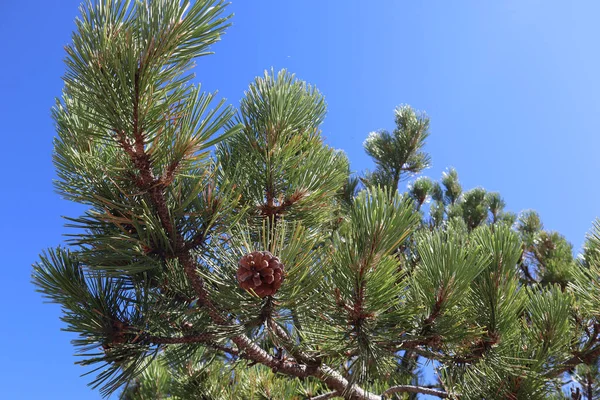 Dennenboom Met Groene Naalden Een Bruine Kegel Tegen Een Blauwe — Stockfoto