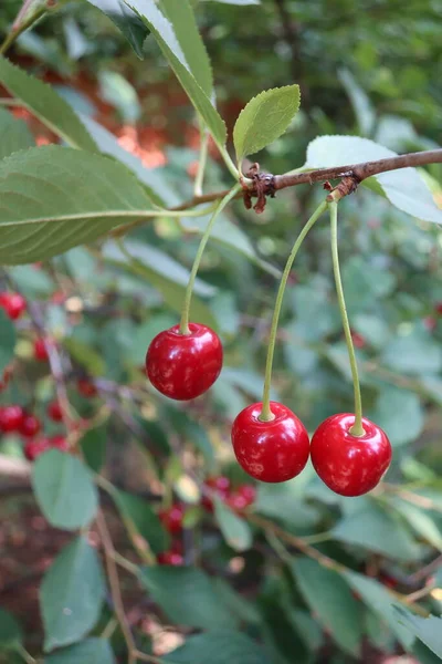 Bright Red Cherries Background Green Leaves Summer Garden Three Ripe — Foto de Stock