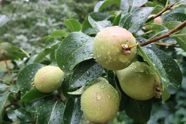 Green pears on a tree branch after rain in a summer garden. Large pears in raindrops on a branch among green leaves, close-up