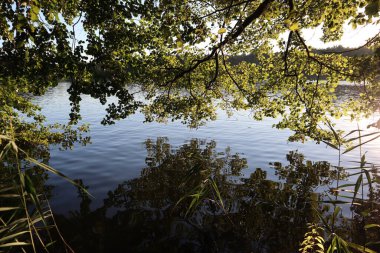 Beautiful landscape lake shore with green trees, a tree branch is reflected on the surface of the water on a summer evening