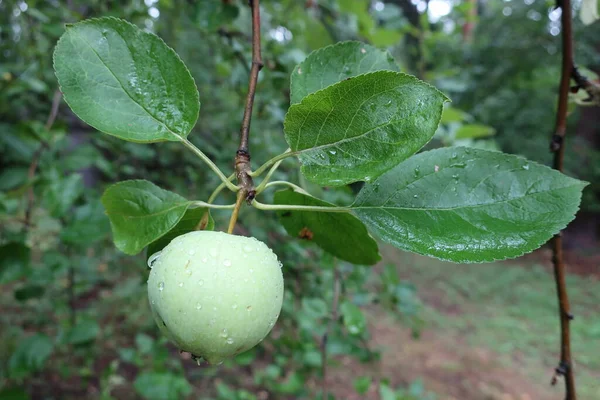 Apfel Baum Reifer Grüner Apfel Regentropfen Auf Einem Apfelbaumzweig Nahaufnahme — Stockfoto