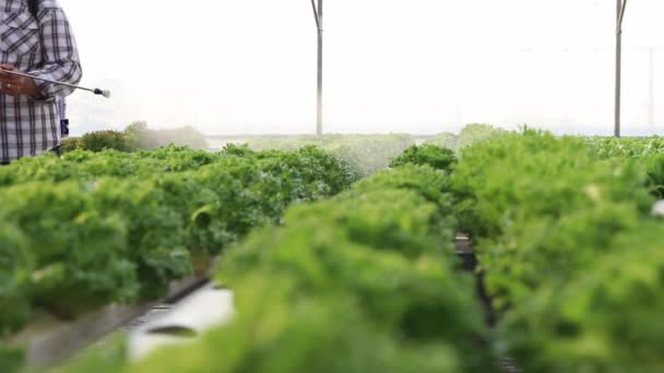 Los Agricultores Masculinos Prestan Atención Sus Verduras Hidropónicas Con Pulverizador — Vídeos de Stock