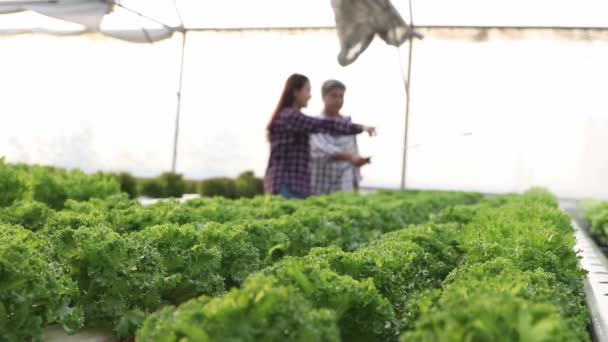 Male Female Farmers Work Together Maintain Modern Hydroponic Vegetable Business — Stock Video