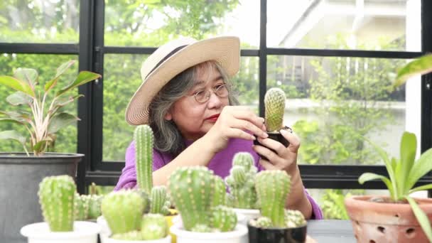 Retrato Hermosa Anciana Sentada Tomando Fotos Plantas Cactus Invernadero Casa — Vídeo de stock