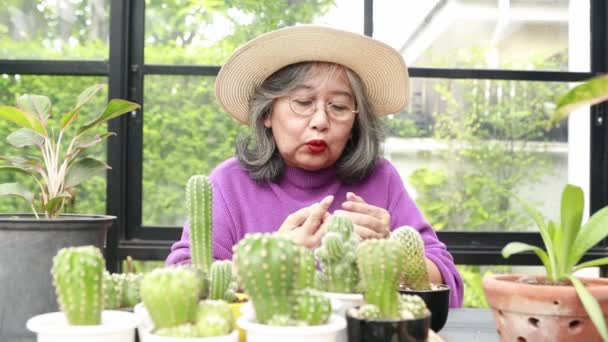 Langzame Beweging Oudere Aziatische Vrouw Die Zorgt Voor Een Cactus — Stockvideo