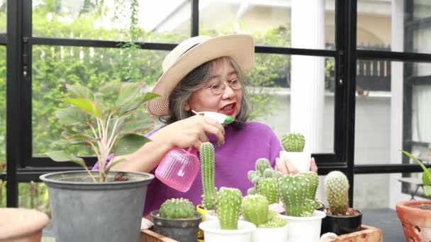 Retrato Cámara Lenta Una Anciana Asiática Cuidando Cactus Sobre Una — Vídeo de stock