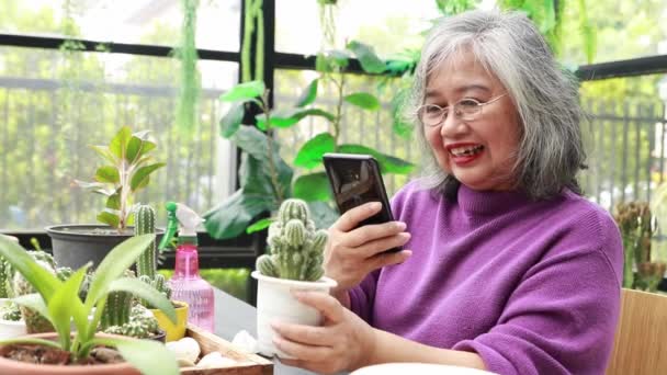 Starsze Azjatyckie Kobiety Cieszą Się Rosnącym Kaktusem Uwielbiają Fotografować Kolekcje — Wideo stockowe