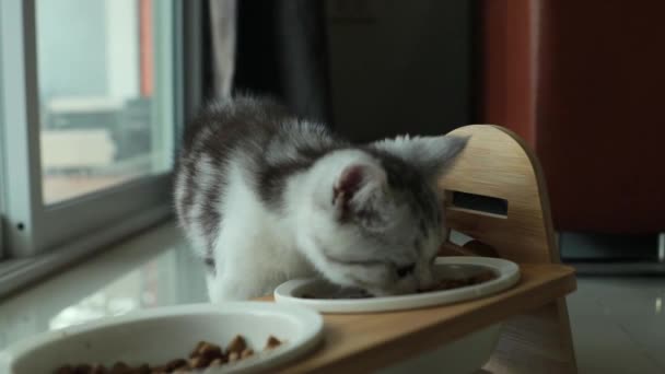 愛らしいドシルペット かわいい無邪気な白い縞模様の子猫は おいしさとプラスチックトレイでペレットを食べます 小さな猫の時間を食べる — ストック動画