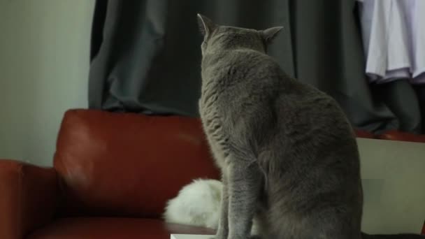 Adorables Mascotas Dóciles Gracioso Gato Macho Gris Sienta Una Mesa — Vídeos de Stock