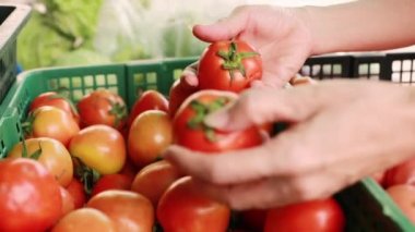 Bir kadının elinin, akşam yemeği pişirmek ya da aile atıştırmalığı yapmak için süpermarketten, perakende satış mağazasından parlak kırmızı domatesleri toplarken yakın çekimi..