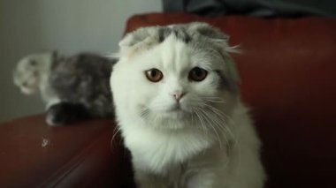 Sevimli uysal hayvanlar: Evdeki kanepede oturan sevimli küçük tüylü beyaz kedi ilgi ve şaşkınlıkla kameraya bakıyor.