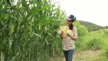Beautiful asian woman farmer wearing cowboy hat carrying corn inspect the corn field green corn field agricultural products with pride : Agricultural farming business.