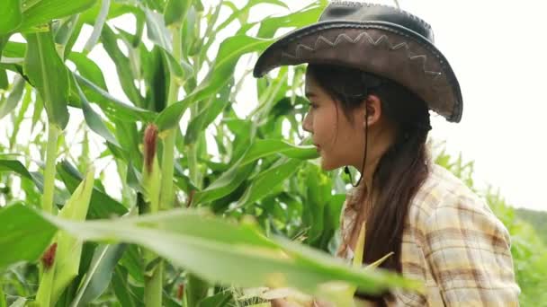 カウボーイハットをかぶった美しいアジアの農家コーヒーを飲むと トウモロコシ畑 緑豊かなトウモロコシ畑 農産物を検査 農業ビジネス — ストック動画