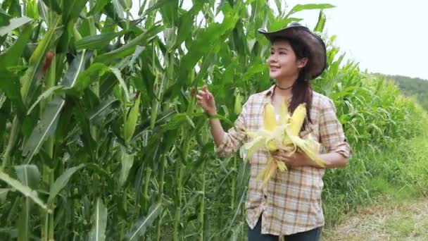 Beautiful Asian Woman Farmer Wearing Cowboy Hat Carrying Corn Inspect — 비디오