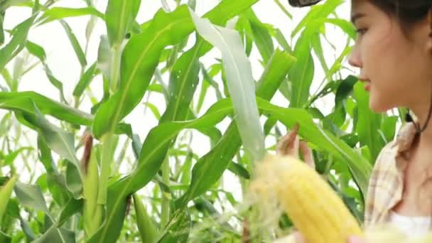 Beautiful Asian Woman Farmer Wearing Cowboy Hat Carrying Corn Inspect — Video Stock