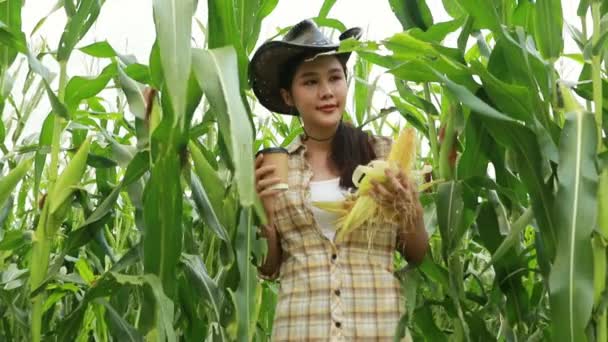 Młoda Kobieta Rolnik Kowbojskim Kapeluszu Sprawdza Satysfakcjonująco Uprawy Kukurydzy Pij — Wideo stockowe