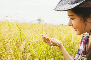 Asyalı güzel kadın çiftçi, hasadın yakınındaki ekinler büyüdükçe gülümseme ve gururla elindeki altın pirinç saplarına bakar: başarılı iş kadını çiftçi pirinç eker..