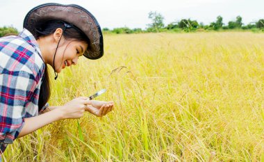 Açık hava şapkalı kadın çiftçi, mutluluk ve gülümsemeyle gelişen tarlalardaki pirinç tanelerine bakmak için büyüteç kullanıyor: Başarılı iş kadını çiftçi kadın pirinç ekiyor..
