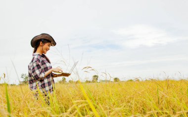 Şapkada çalışan Asyalı kadın çiftçi olgun bir pirinç tarlasının ürünlerini inceleyerek yaz pirinç çeşitlerini analiz edip toplayarak mutlu bir şekilde gülümsüyor: