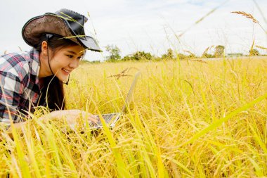 Şapka takan Asyalı kadın çiftçi pirinç tarlasında pirinç verimini kontrol ediyor dizüstü bilgisayarda klavye yazıyor son teknoloji ürünü ekipmanlarla analiz ediyor ve yazın gülerek veri topluyor: